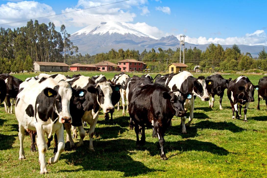 Hacienda Hato Verde Mulaló Buitenkant foto
